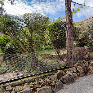 Fishing cat outdoor exhibit