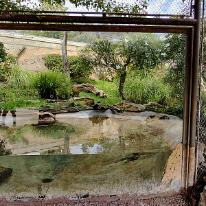Fishing cat outdoor exhibit