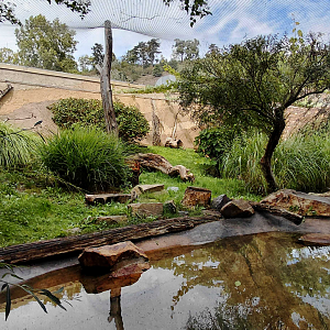 Fishing cat outdoor exhibit