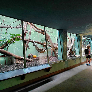 Fossa indoor exhibit