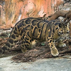 Clouded leopard