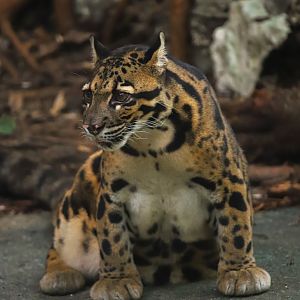 Clouded leopard