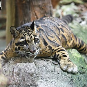 Clouded leopard