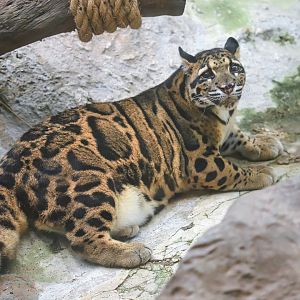 Clouded leopard