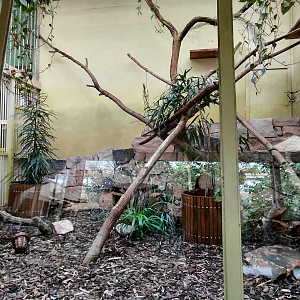 Palawan leopard cat exhibit