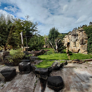 Lion outdoor exhibit