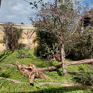 Amur leopard cat exhibit