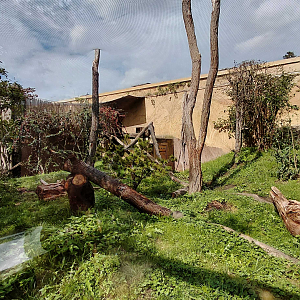 Amur leopard cat exhibit