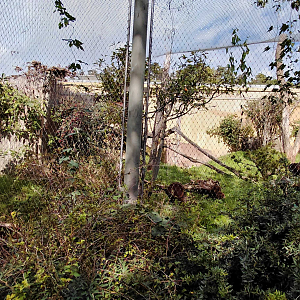 Amur leopard cat exhibit