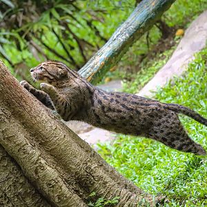 Fishing cat