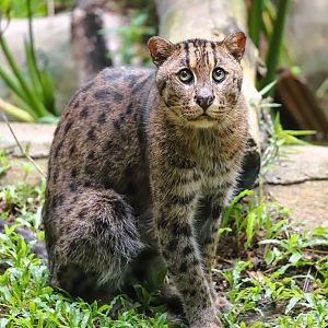 Fishing cat