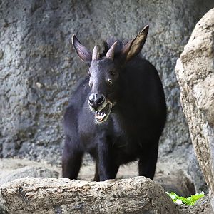 Indochinese serow