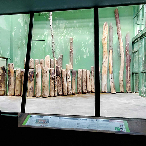 Malayan tiger indoor exhibit