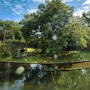 Malayan tiger outdoor exhibit