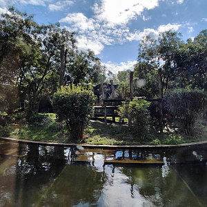Malayan tiger outdoor exhibit
