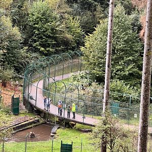 Alternative Wolf and Bear Park Black Forest- Visitor Path with Bear and Wolf Enclosures on both Sides