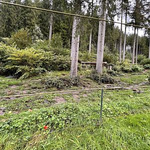 Alternative Wolf and Bear Park Black Forest- Brown Bear & Eurasian Lynx Exhibit