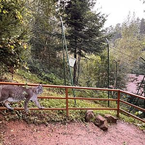 Alternative Wolf and Bear Park Black Forest- Lynx-only Enclosure