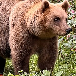 Alternative Wolf and Bear Park Black Forest- Eurasian Brown Bear