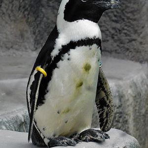 African Penguin (Spheniscus demersus) September 13, 2025