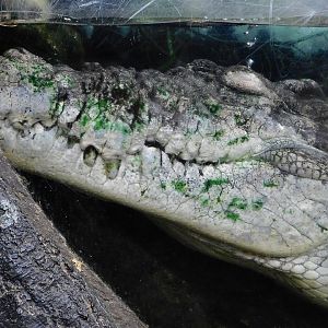 Saltwater Crocodile (Crocodylus porosus) September 13, 2025