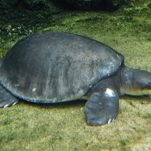 Pig-Nosed Turtle (Carettochelys insculpta) September 13, 2025