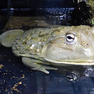 African Bullfrog (Pyxicephalus adspersus) September 13, 2025