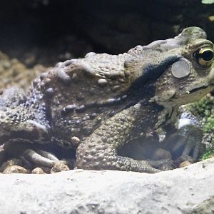 Eastern Japanese Toad (Bufo japonicus formosus) September 13, 2025
