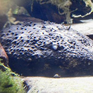 Japanese Giant Salamander (Andrias japonicus) September 13, 2025