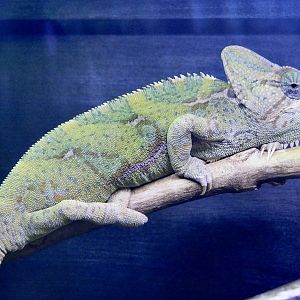 Veiled Chameleon (Chamaeleo calyptratus) September 13, 2025