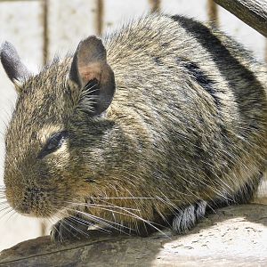 Degu (Octodon degus) September 13, 2025