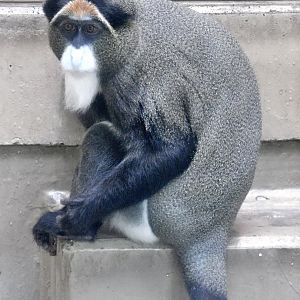 De Brazza's Monkey (Cercopithecus neglectus) September 13, 2025