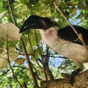 June 2025 - Von der Decken's Hornbill