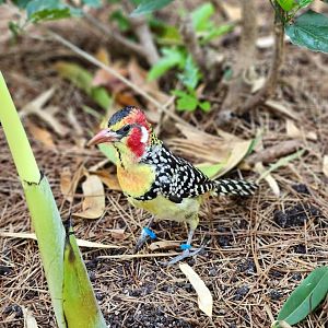 June 2025 - Red-And-Yellow Barbet