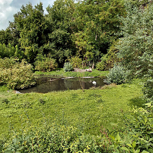 Siberian crane exhibit