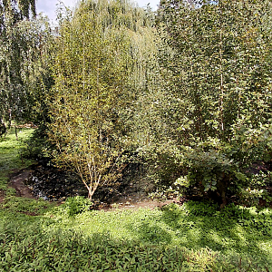 Common crane exhibit
