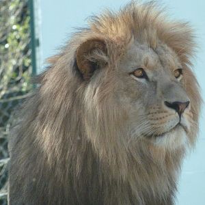 Barbary lion -Zoo Plzeň (2025)