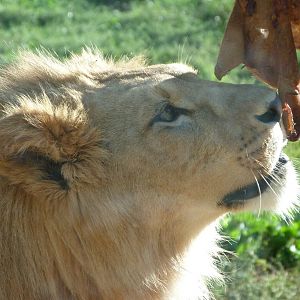 Barbary lion -Zoo Plzeň (2025)
