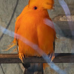 Guianan cock-of-the-rock (Rupicola rupicola)
