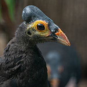 Maleo (Macrocephalon maleo)
