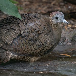 Great tinamou (Tinamus major)
