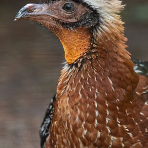 White-crested guan (Penelope pileata)