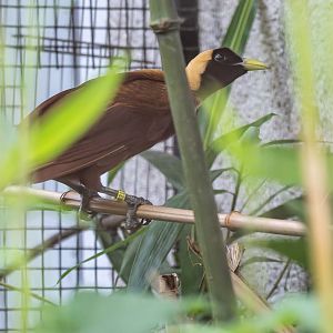 Red bird-of-paradise (Paradisaea rubra)