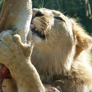 Barbary lion -Zoo Plzeň (2025)