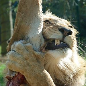 Barbary lion -Zoo Plzeň (2025)
