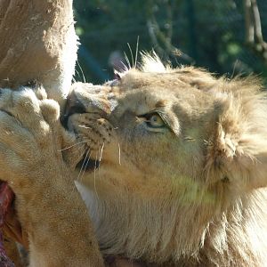 Barbary lion -Zoo Plzeň (2025)