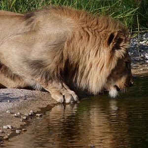 Barbary lion -Zoo Plzeň (2025)