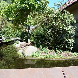 Yellow mongoose exhibit -Zoo Plzeň (2025)