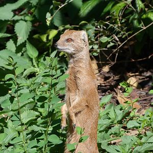 Yellow mongoose -Zoo Plzeň (2025)