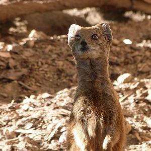 Yellow mongoose -Zoo Plzeň (2025)